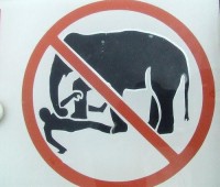 /album/placas-legais/proibido-brincar-de-lutinha-com-o-elefante-jpg/
